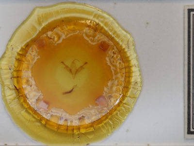 slide view of adult Sympistis infixa?