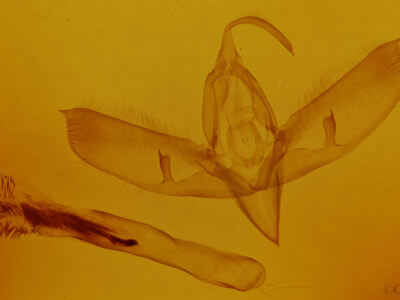 genitalia view of adult Sympistis habilis