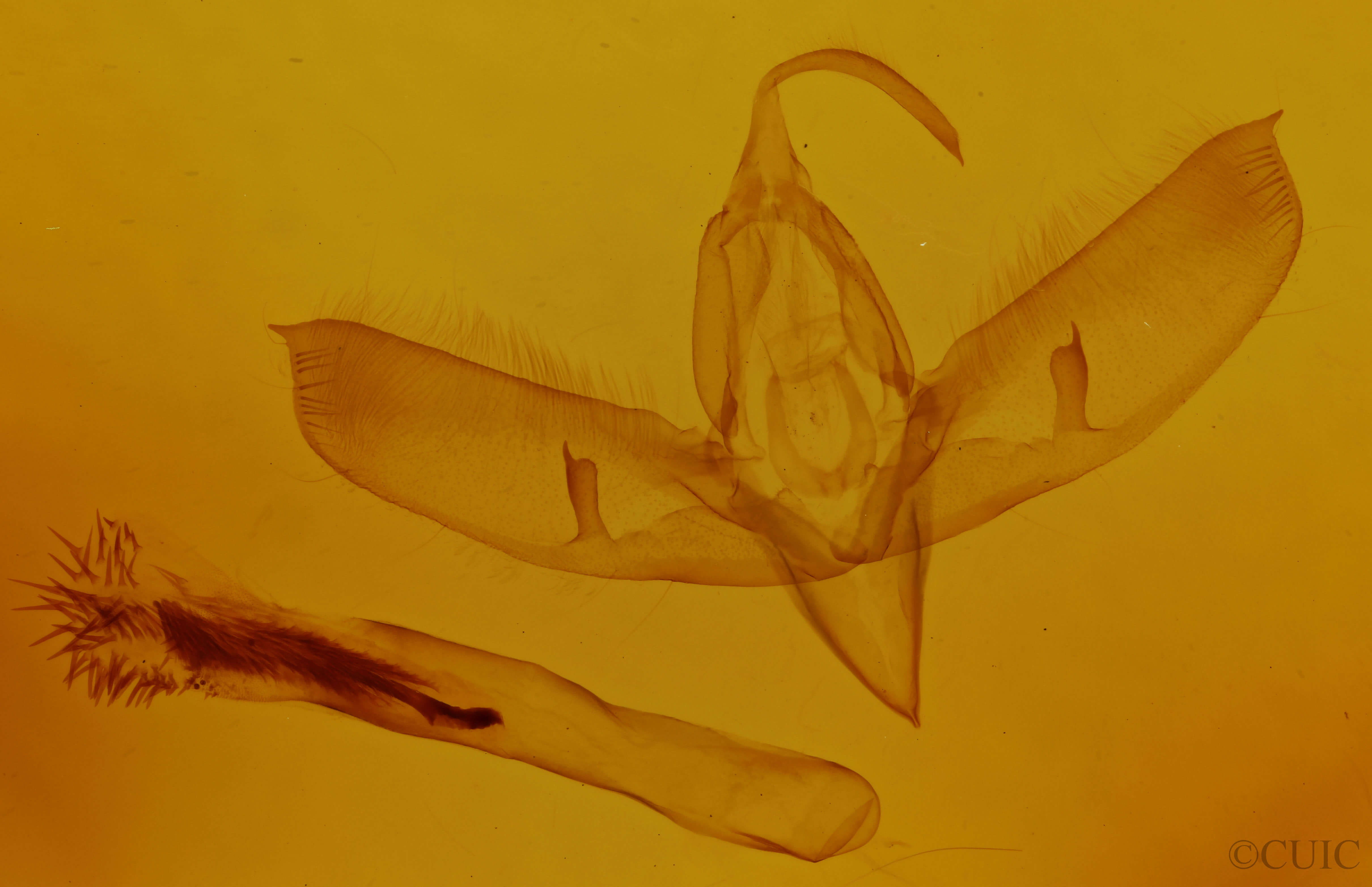genitalia view of adult Sympistis habilis