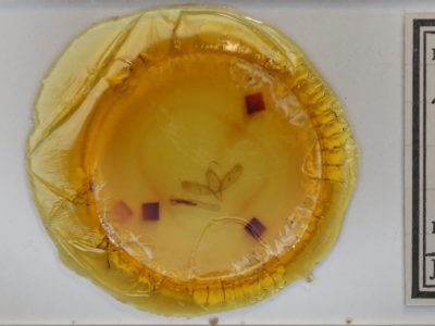 slide view of adult Sympistis habilis