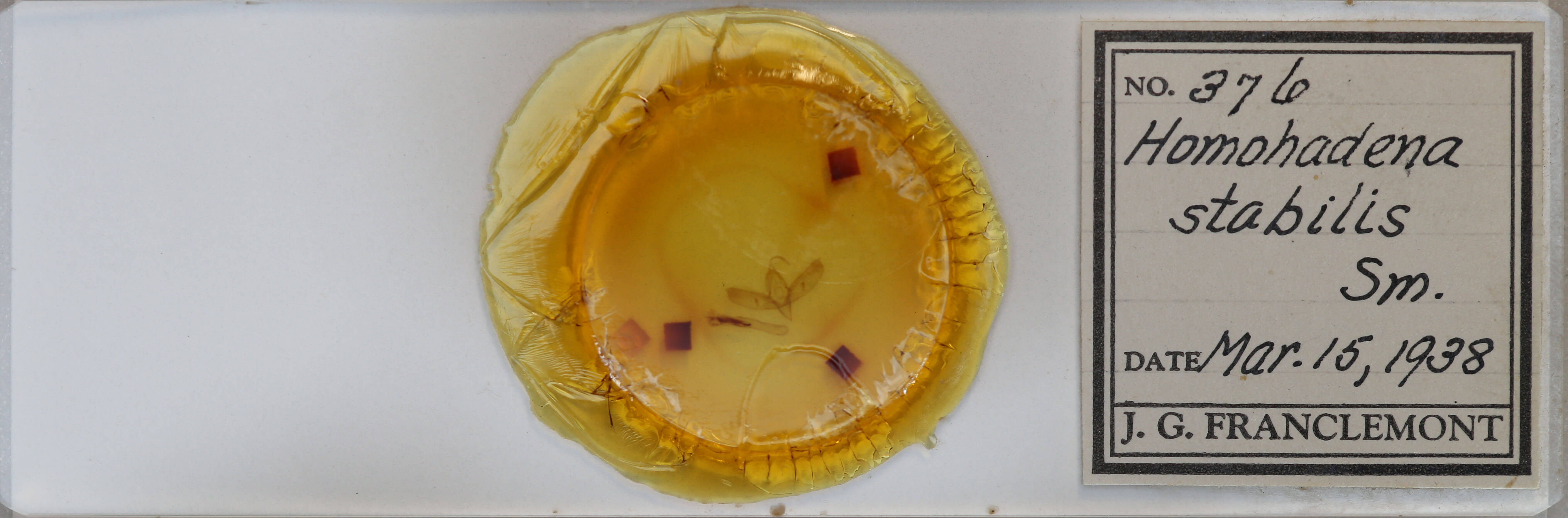 slide view of adult Sympistis habilis