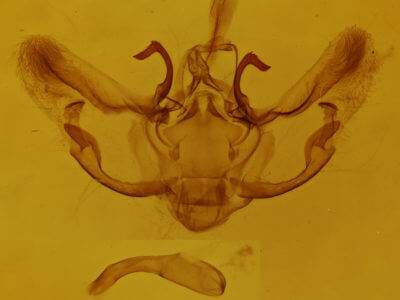 genitalia view of adult Horisme intestinata