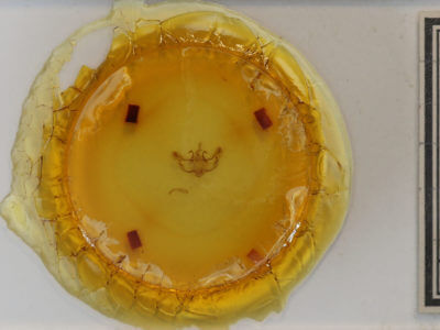 slide view of adult Horisme intestinata