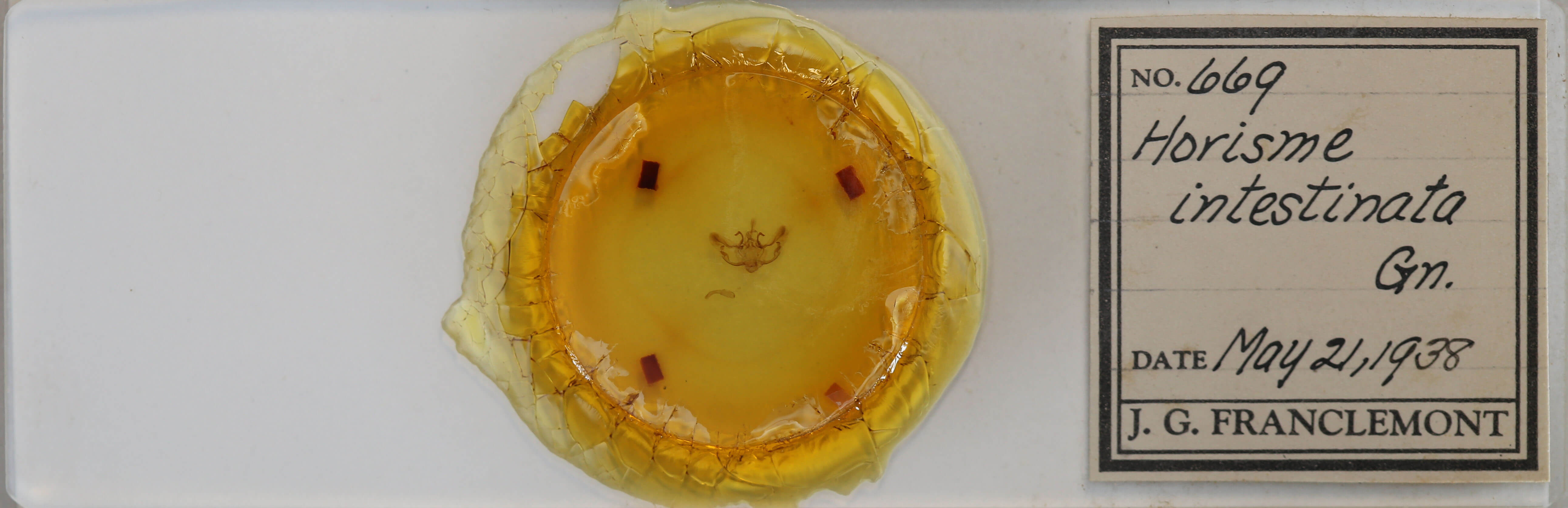 slide view of adult Horisme intestinata