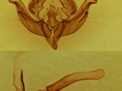 genitalia view of adult Hydraecia micacea
