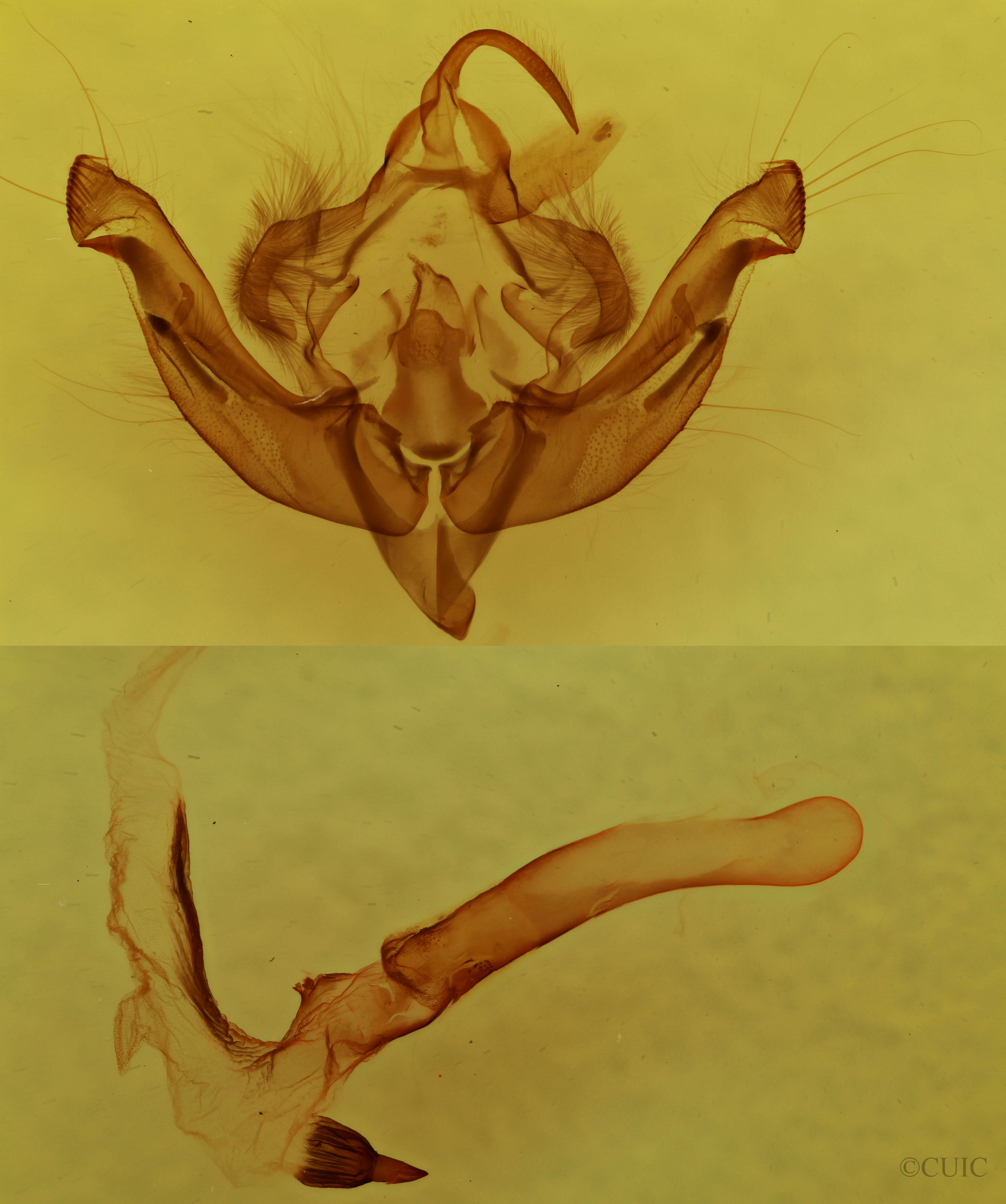 genitalia view of adult Hydraecia micacea