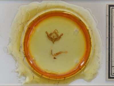 slide view of adult Hydraecia micacea