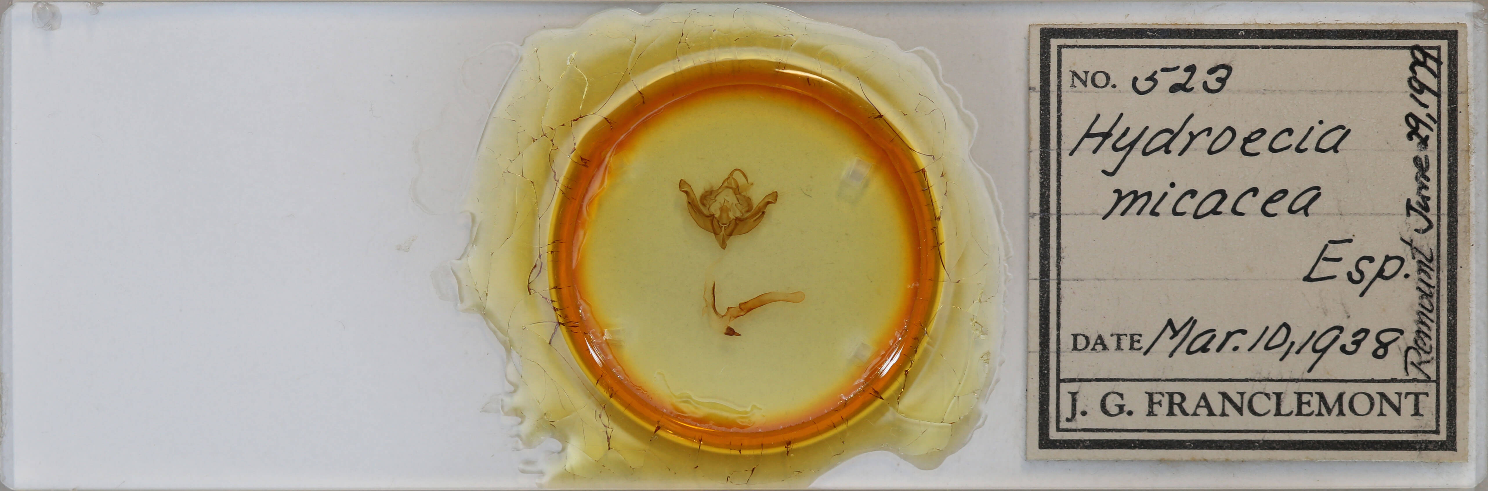 slide view of adult Hydraecia micacea