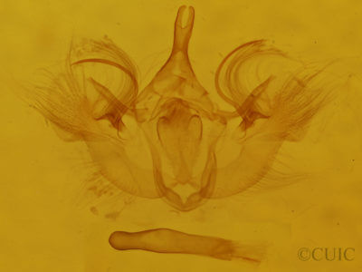 genitalia view of adult Hydriomena