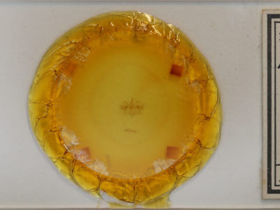 slide view of adult Hydriomena