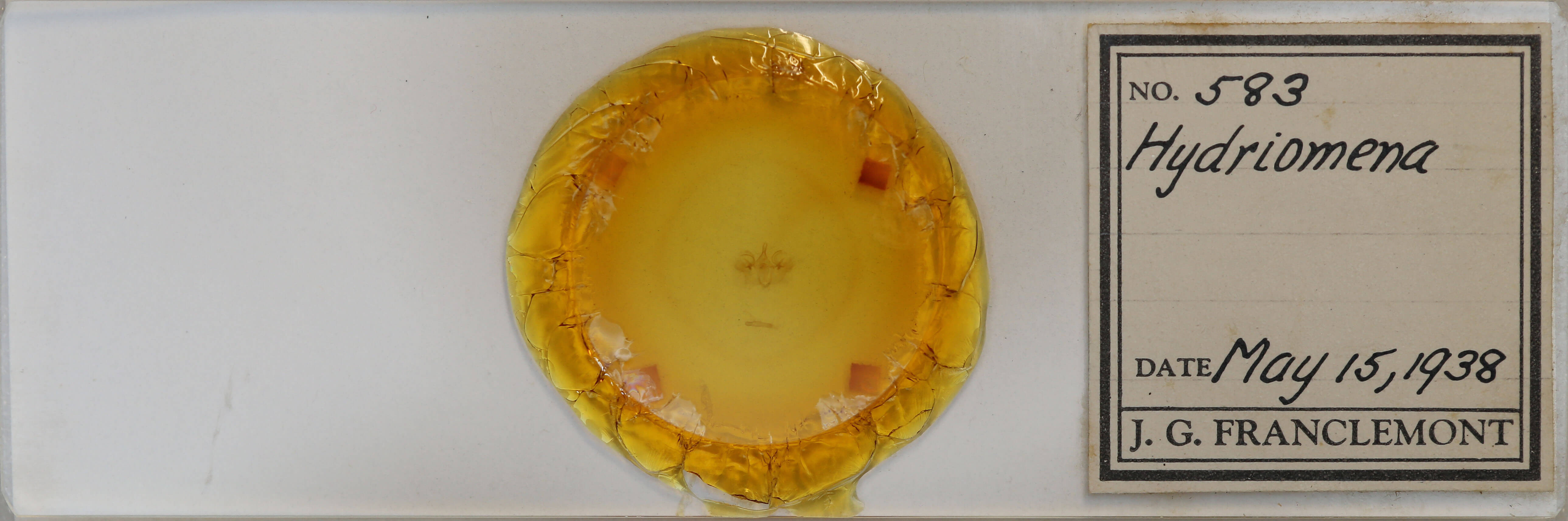 slide view of adult Hydriomena