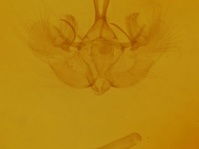 genitalia view of adult Hydriomena renunciata