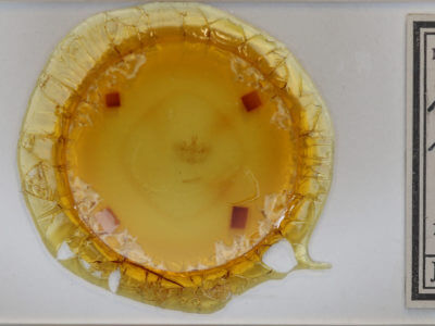 slide view of adult Hydriomena renunciata