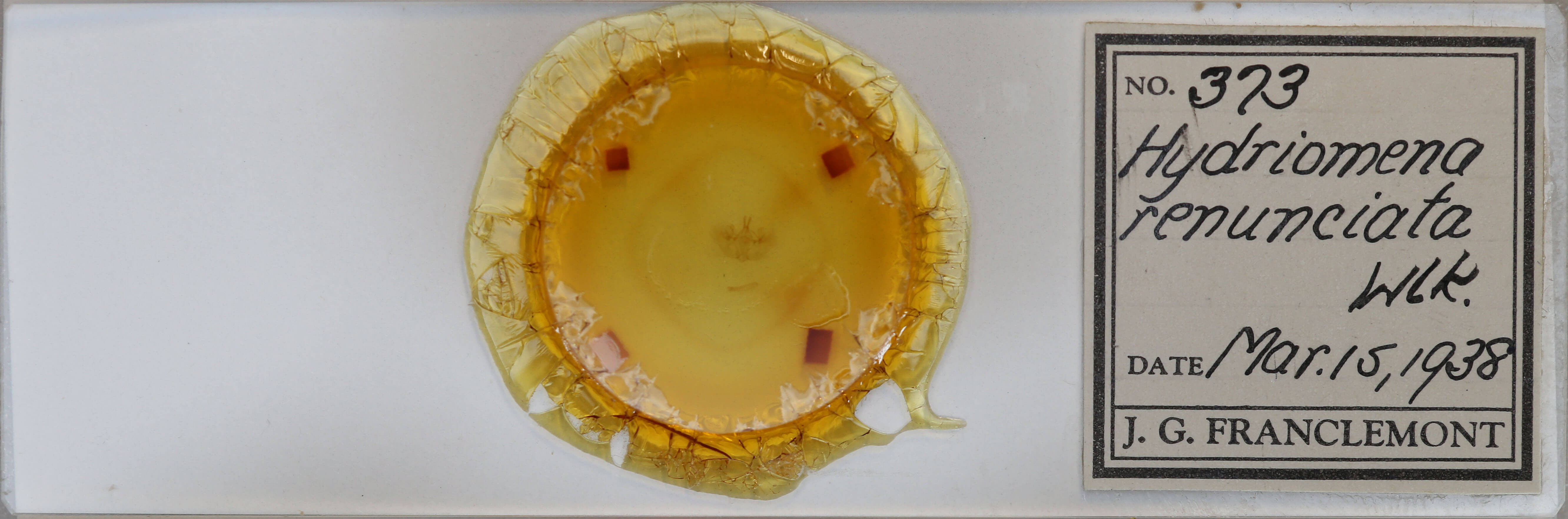 slide view of adult Hydriomena renunciata