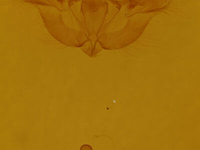 genitalia view of adult Hydriomena renunciata