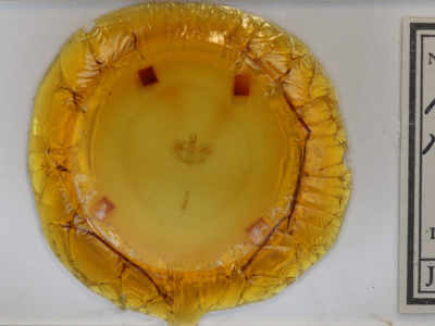 slide view of adult Hydriomena renunciata