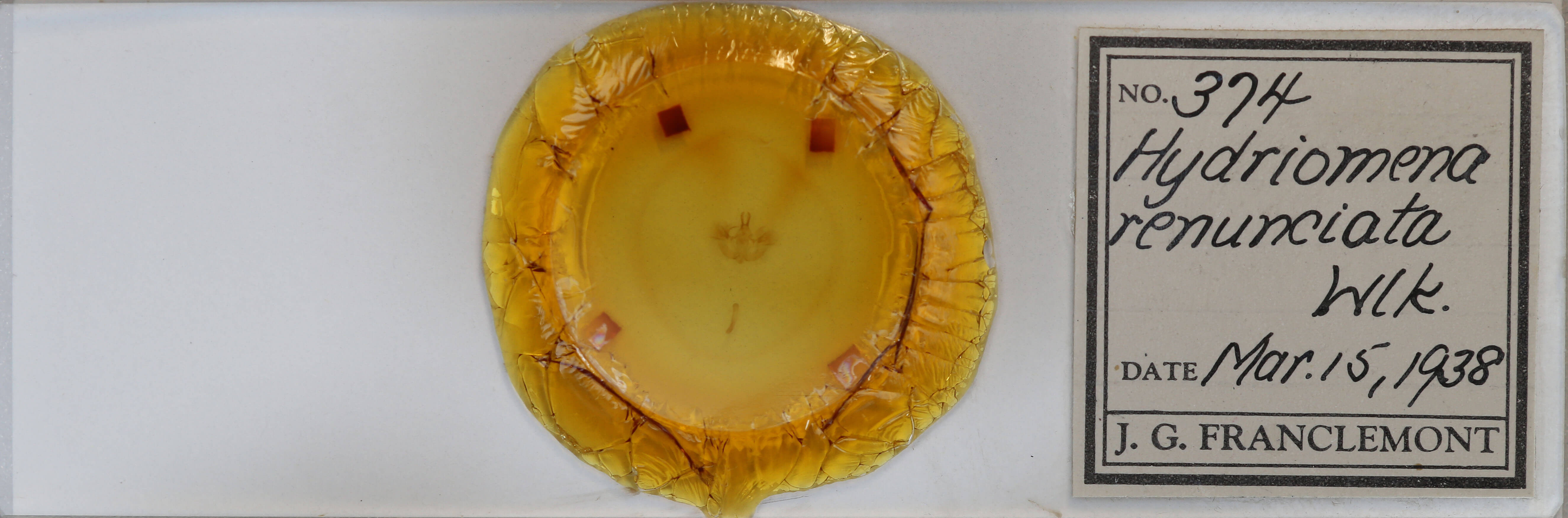 slide view of adult Hydriomena renunciata