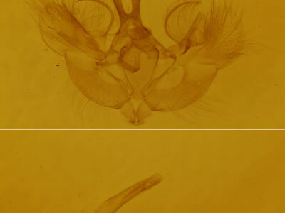 genitalia view of adult Hydriomena renunciata