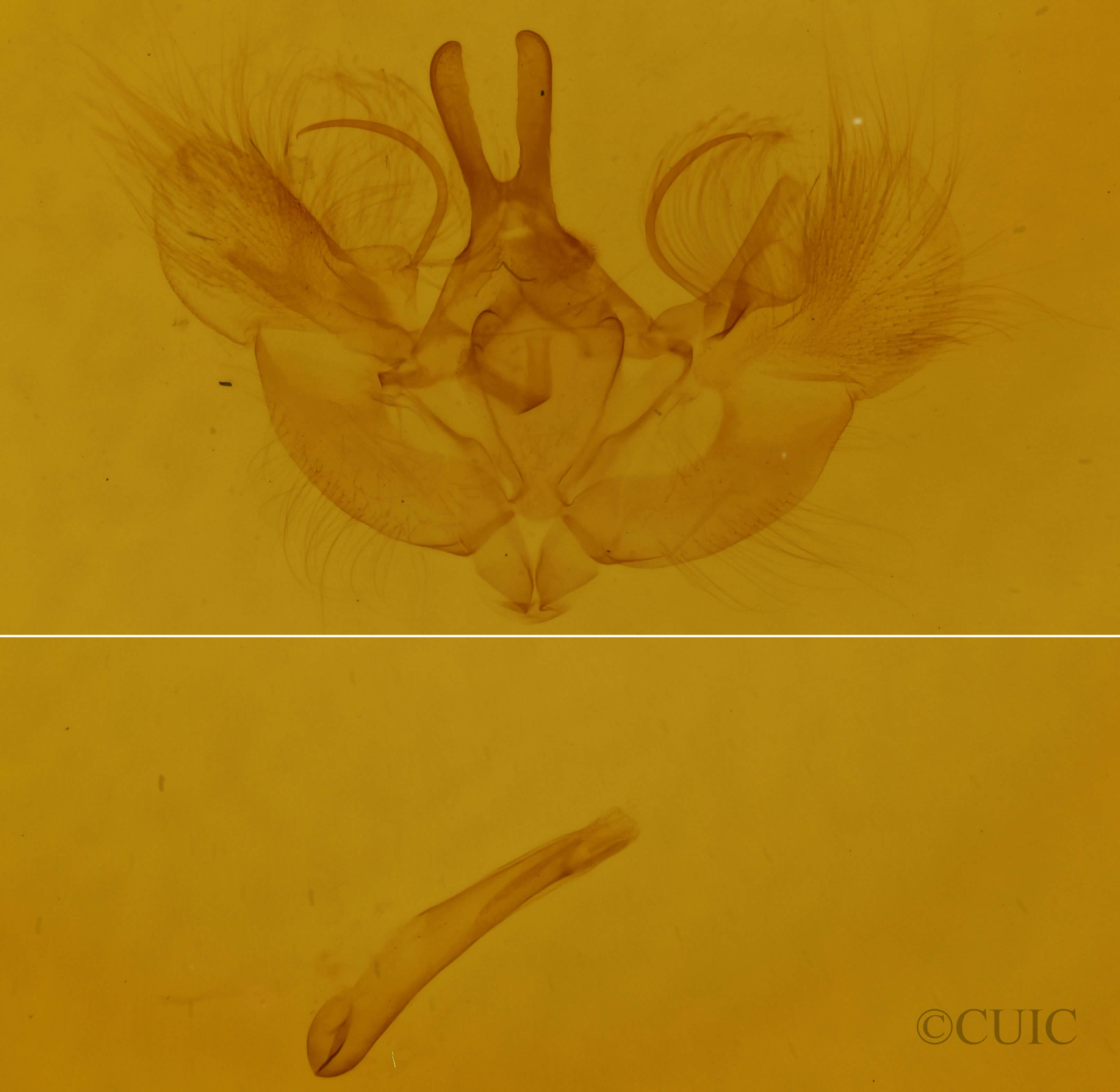 genitalia view of adult Hydriomena renunciata