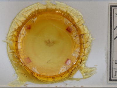 slide view of adult Hydriomena renunciata