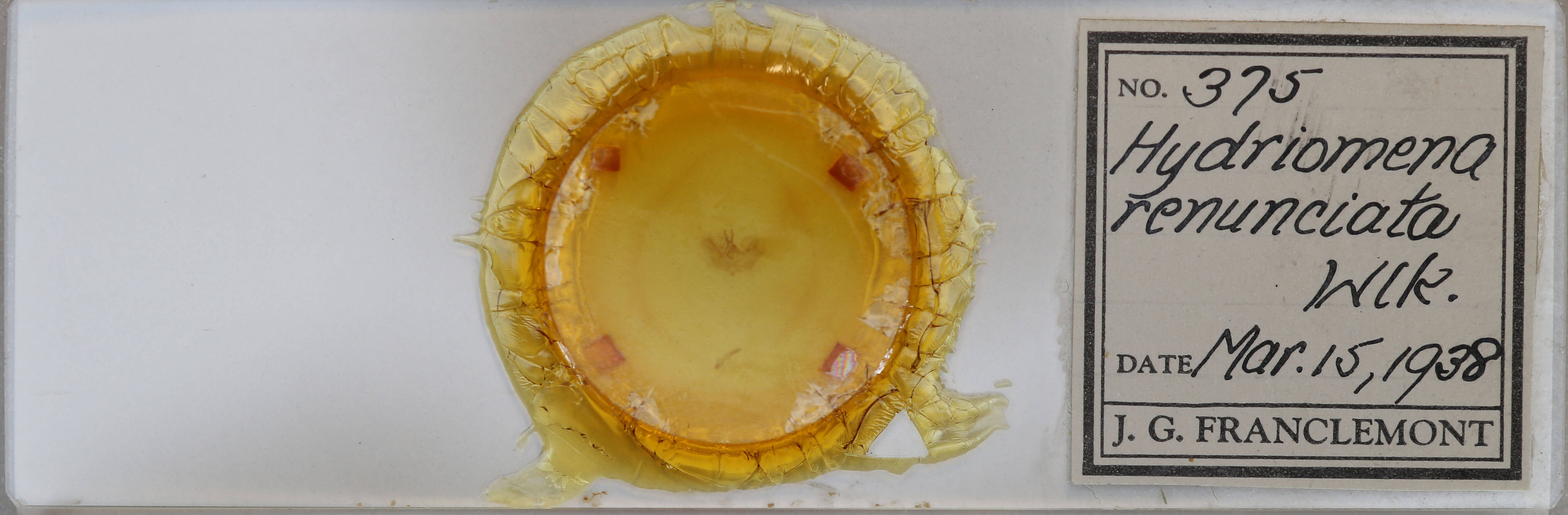 slide view of adult Hydriomena renunciata