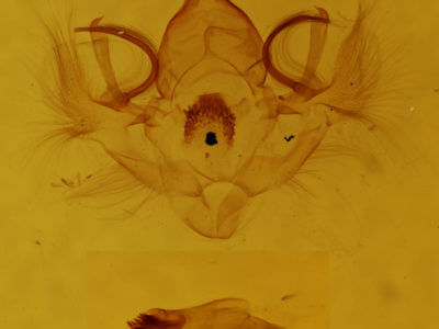 genitalia view of adult Hydriomena similaris