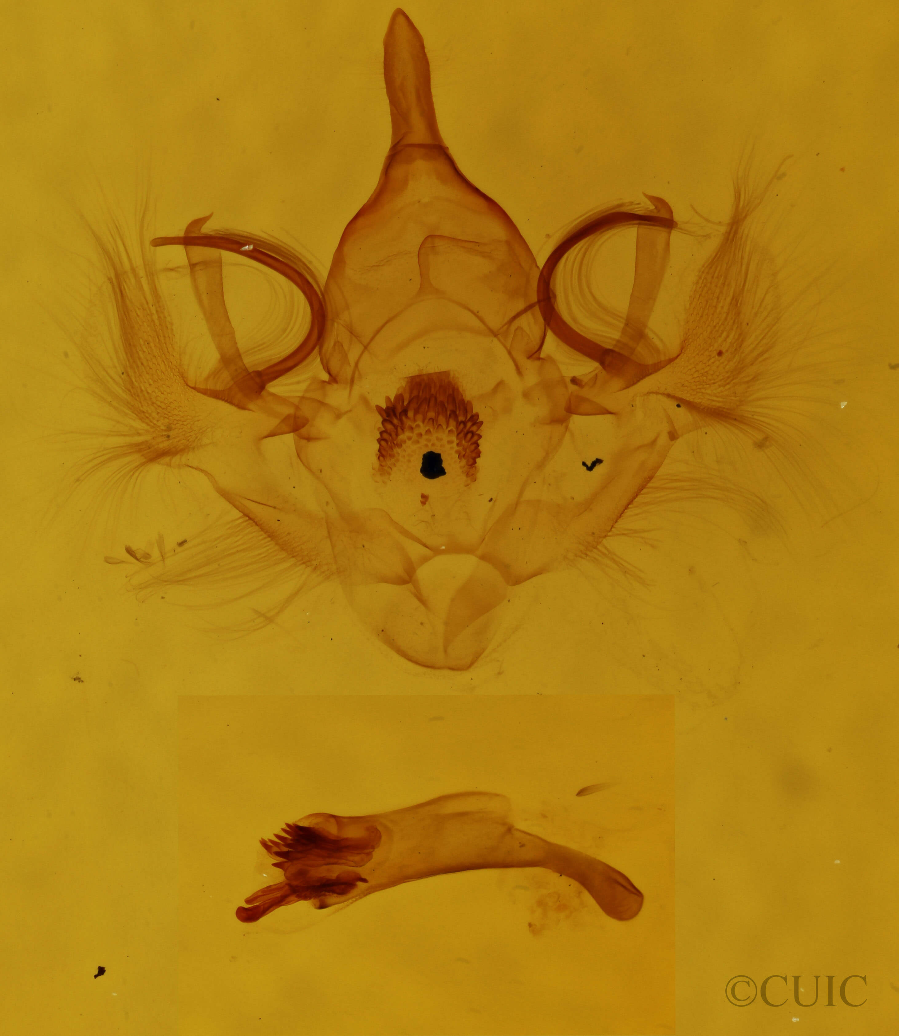 genitalia view of adult Hydriomena similaris
