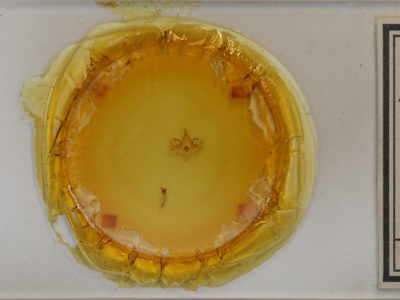 slide view of adult Hydriomena similaris