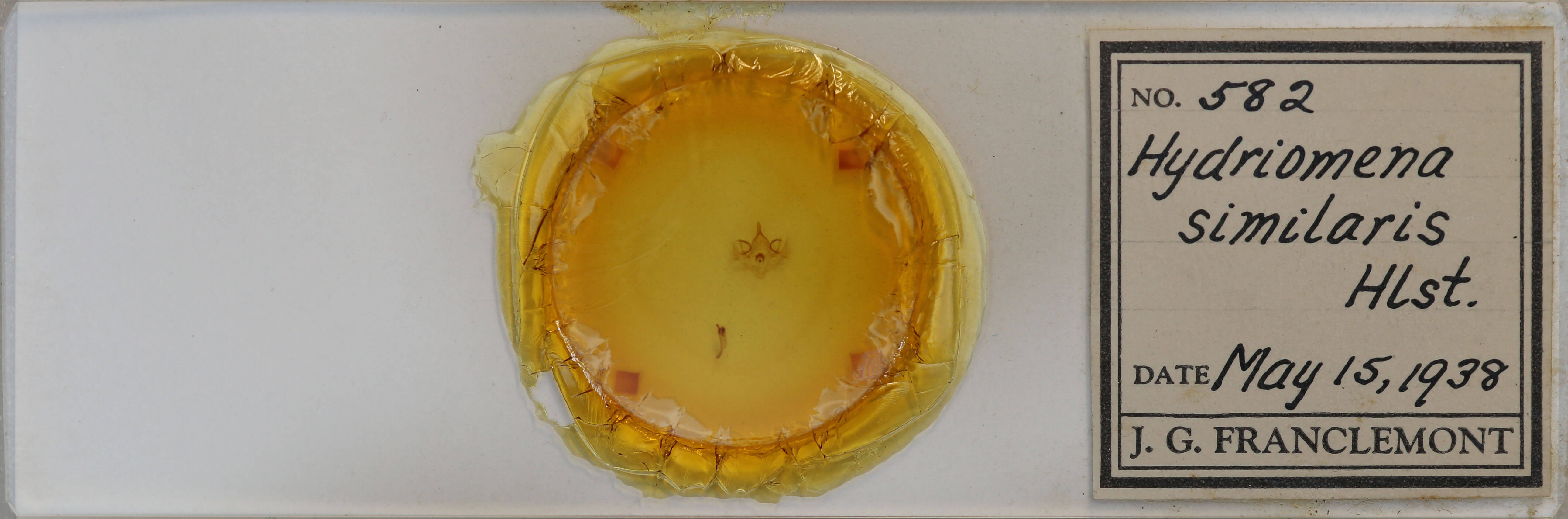 slide view of adult Hydriomena similaris