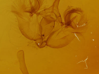 genitalia view of adult Hydriomena transfigurata manitoba