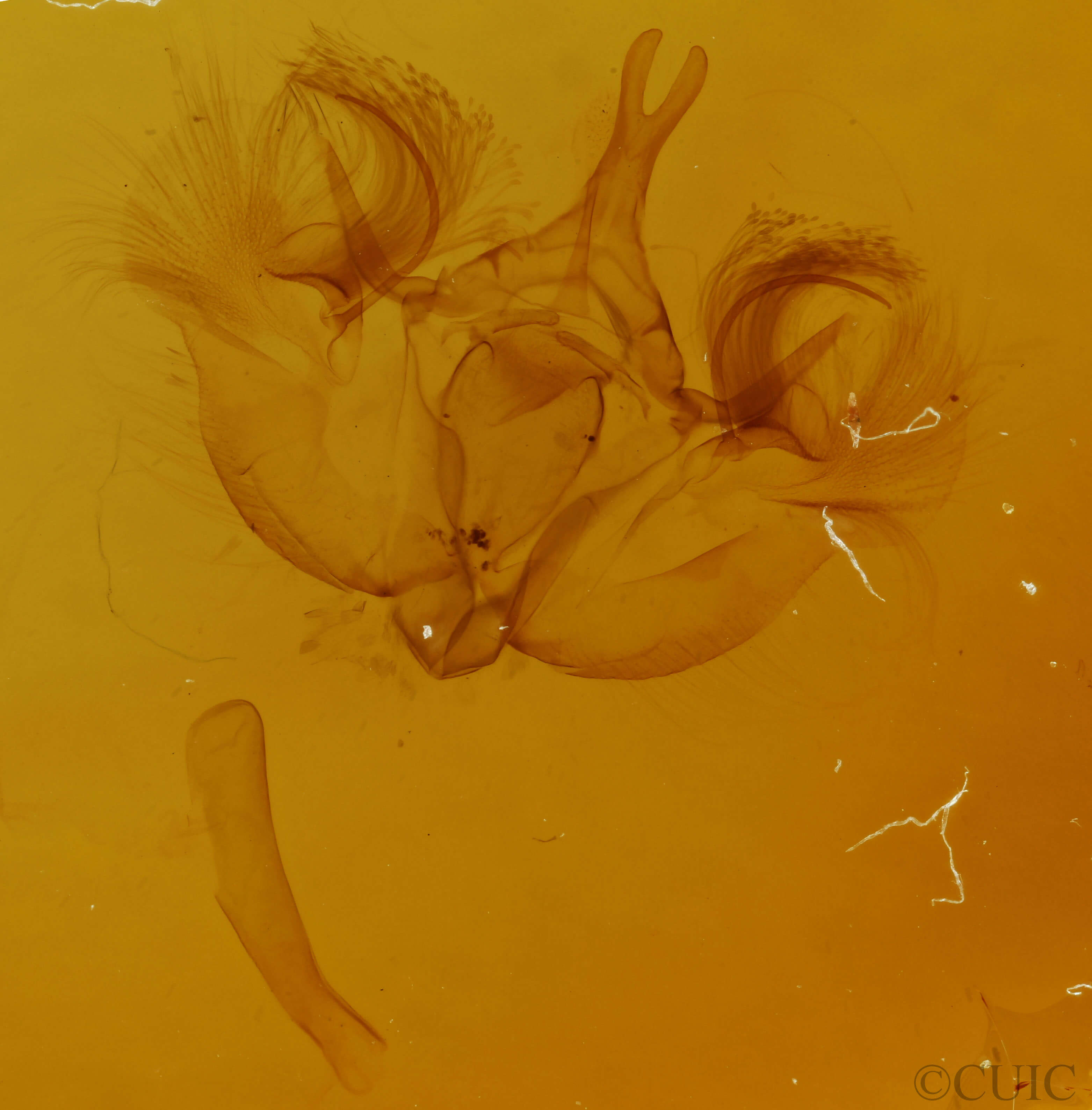 genitalia view of adult Hydriomena transfigurata manitoba