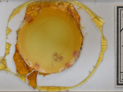 slide view of adult Hydriomena transfigurata manitoba