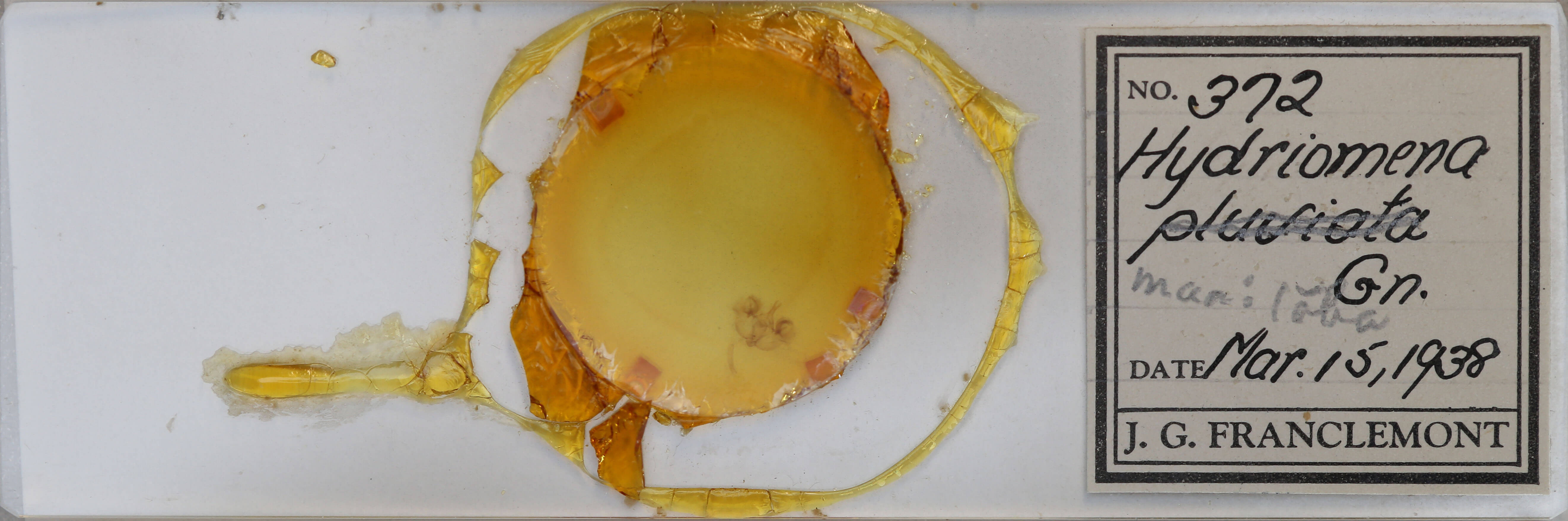 slide view of adult Hydriomena transfigurata manitoba