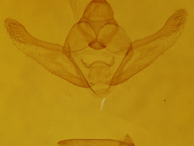 genitalia view of adult Hypagyrtis esther