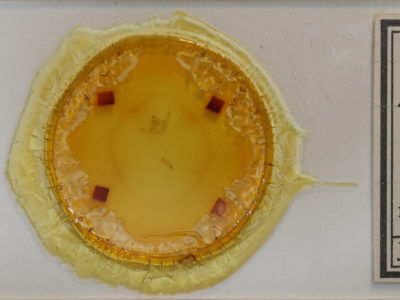 slide view of adult Hypagyrtis esther