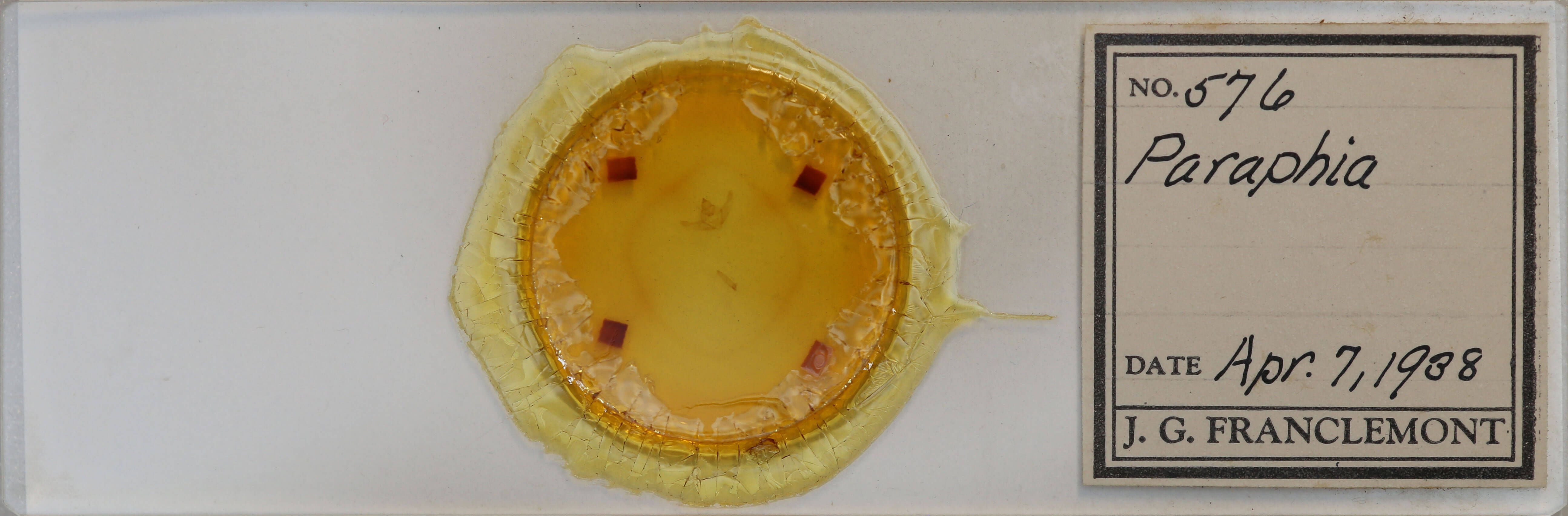 slide view of adult Hypagyrtis esther