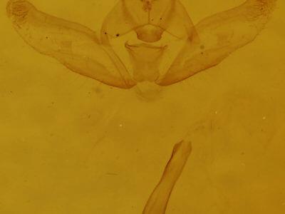 genitalia view of adult Hypagyrtis piniata