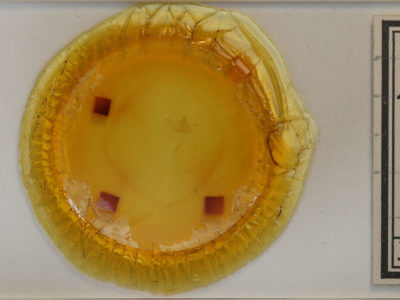 slide view of adult Hypagyrtis piniata