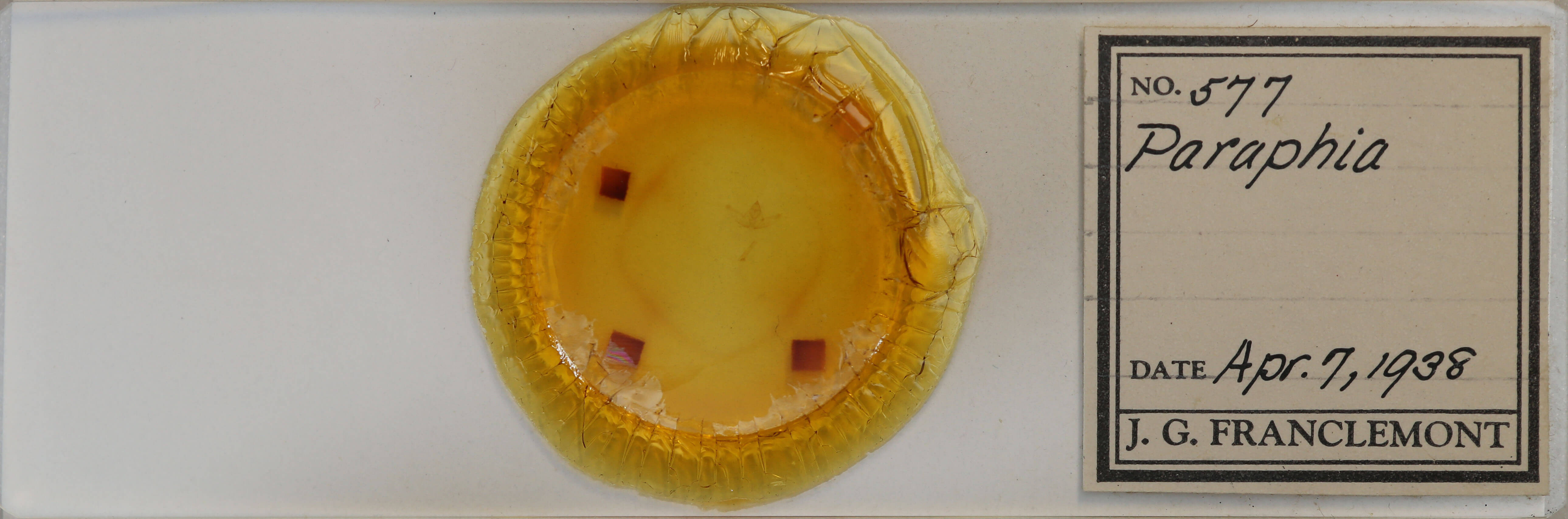 slide view of adult Hypagyrtis piniata