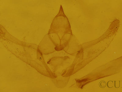 genitalia view of adult Hypagyrtis unipunctata