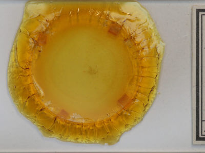 slide view of adult Hypagyrtis unipunctata