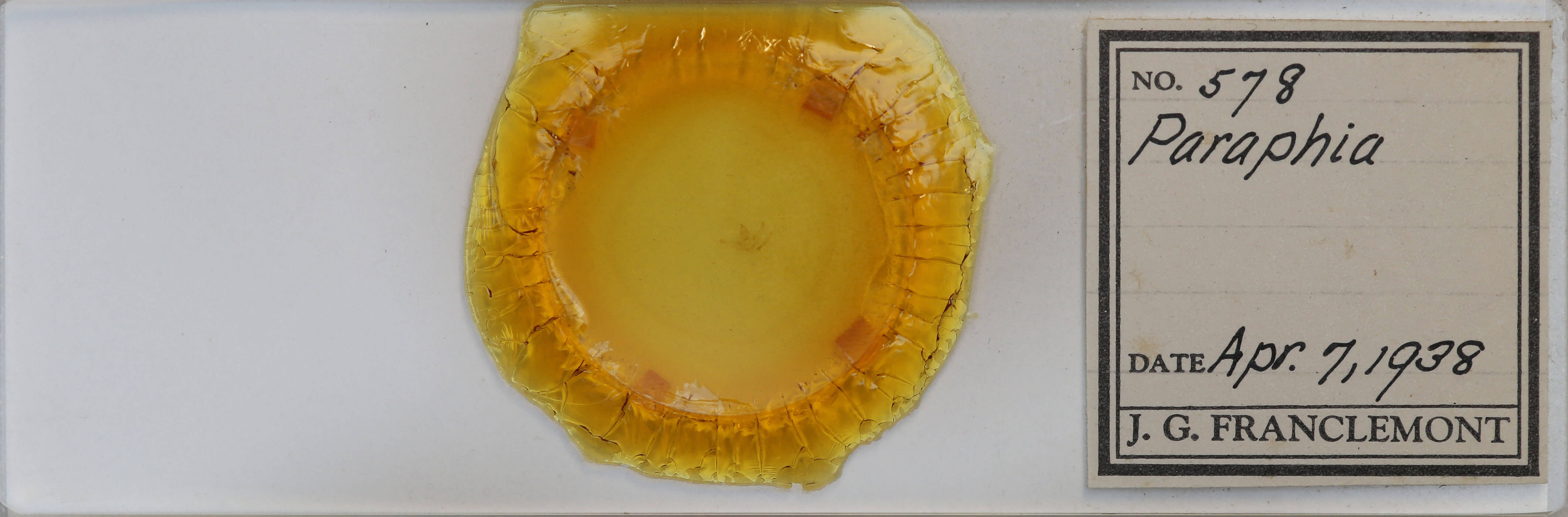 slide view of adult Hypagyrtis unipunctata