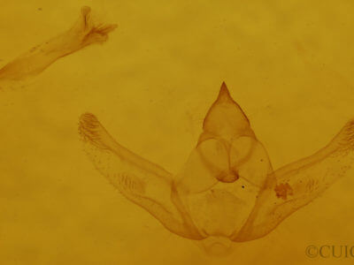 genitalia view of adult Hypagyrtis unipunctata