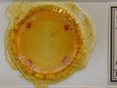 slide view of adult Hypagyrtis unipunctata