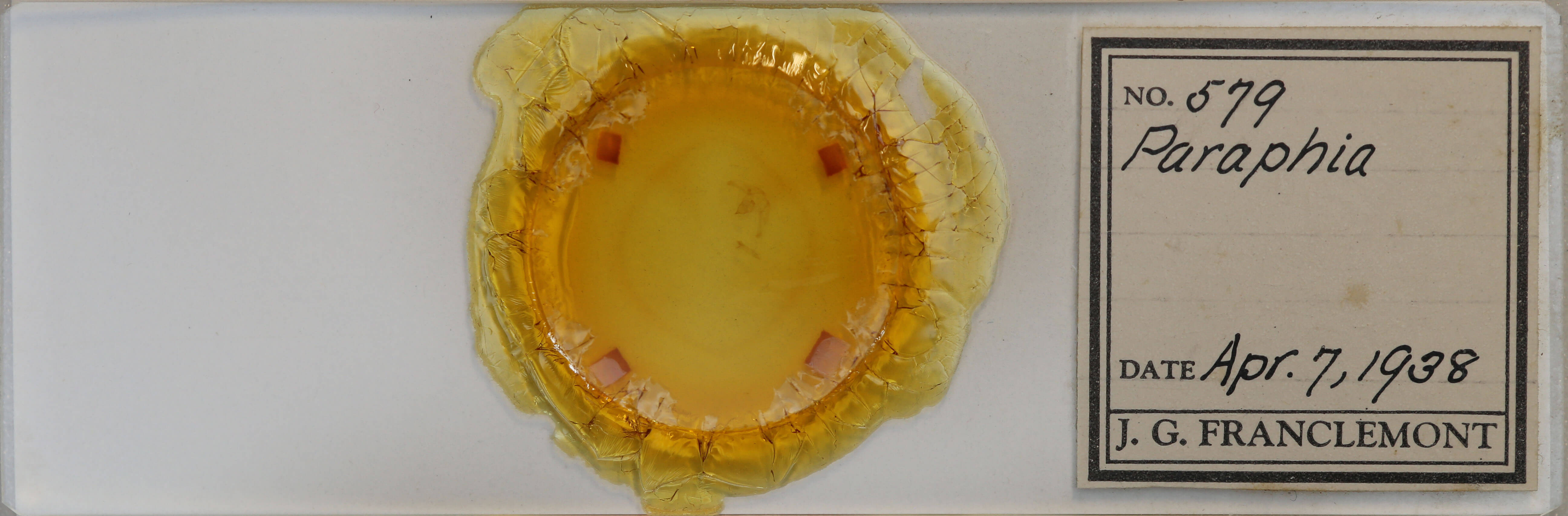 slide view of adult Hypagyrtis unipunctata