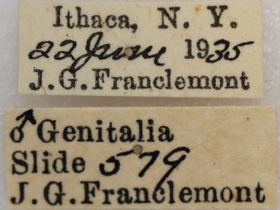 label view of adult Hypagyrtis unipunctata