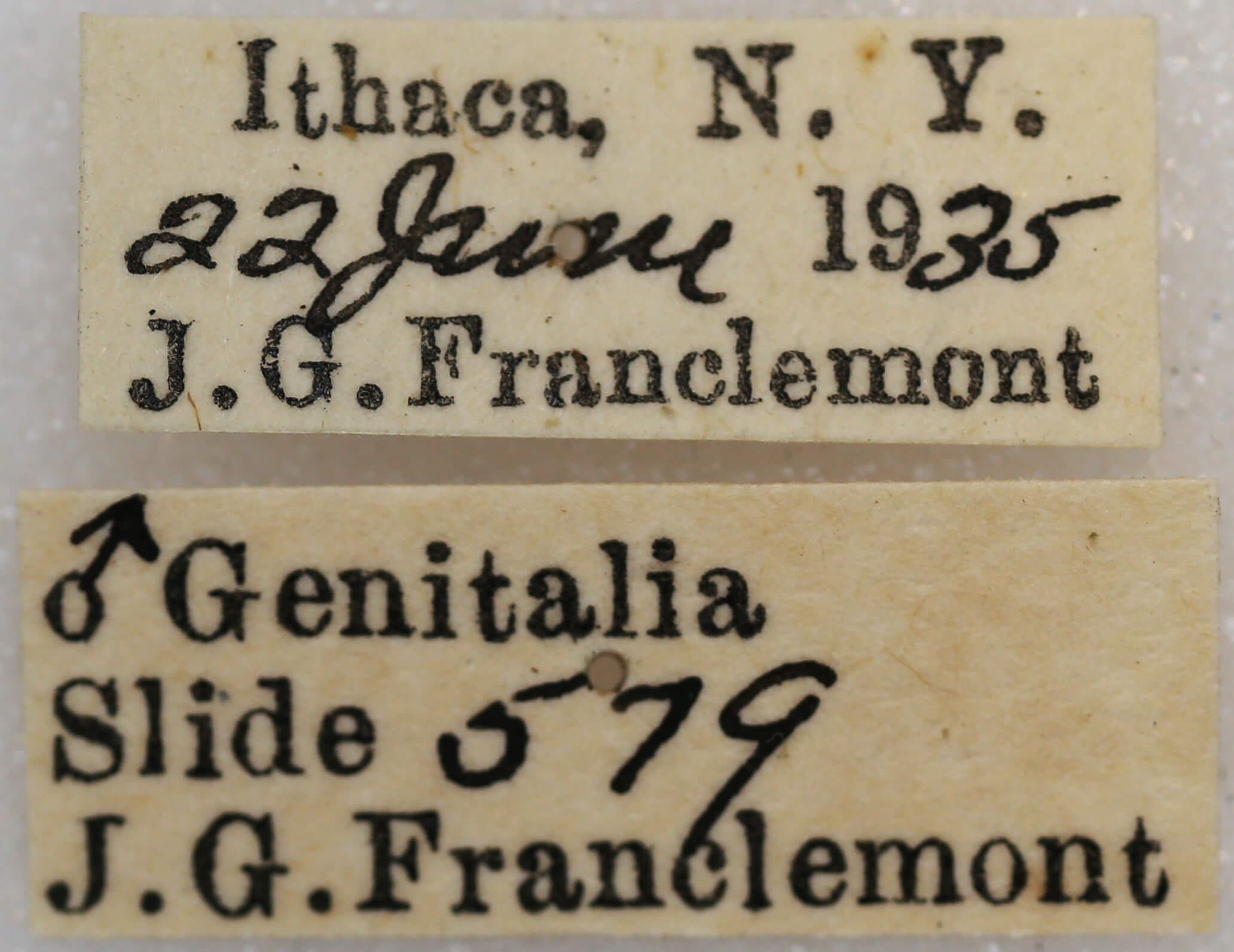 label view of adult Hypagyrtis unipunctata