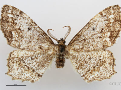 dorsal view of adult Hypagyrtis unipunctata