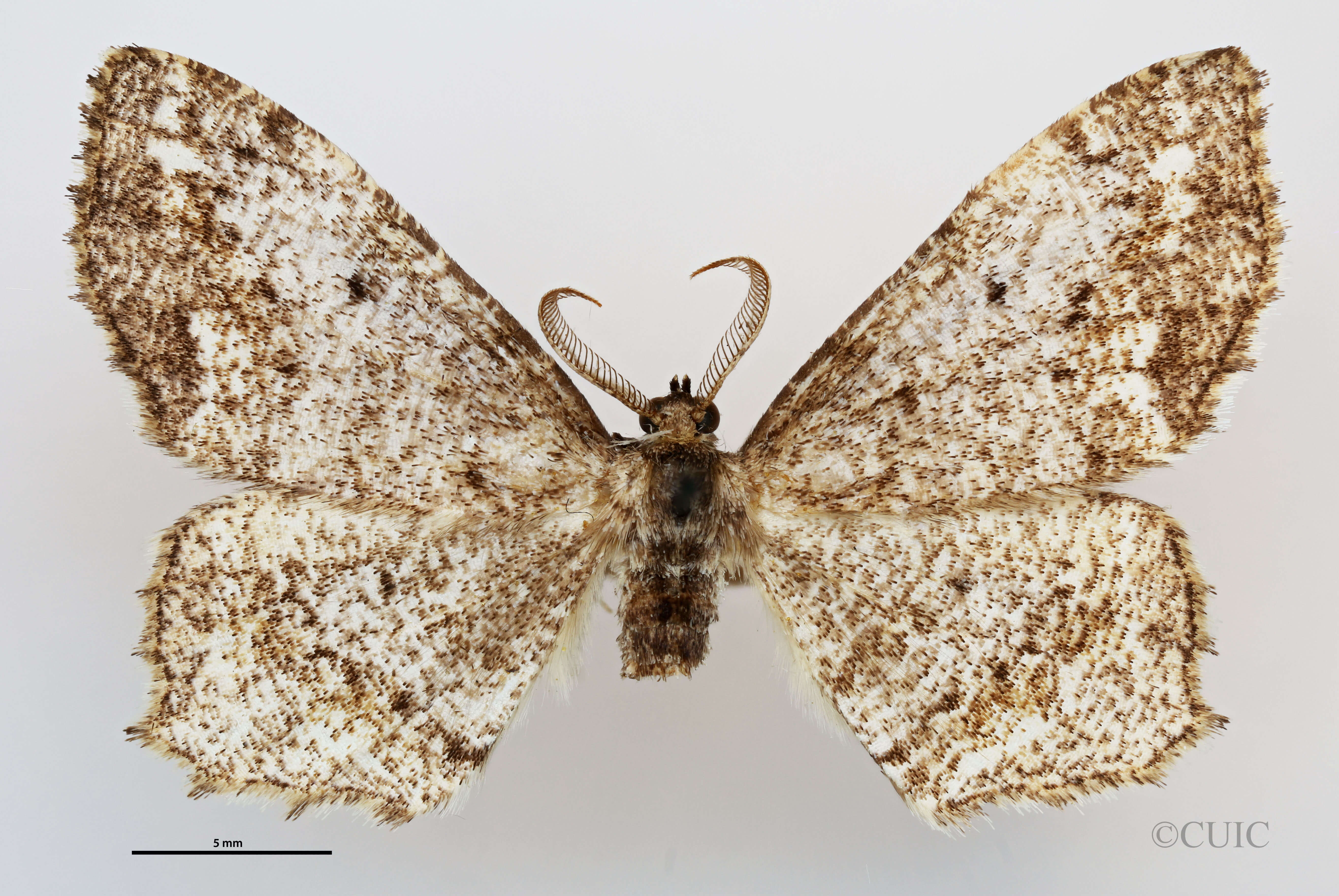 dorsal view of adult Hypagyrtis unipunctata