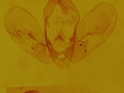genitalia view of adult Hypena humili